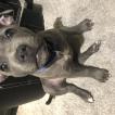 Ralph, Staffordshire Bull Terrier