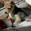 poupy, Chihuahua
