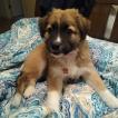 Sweetness, Berger Allemand