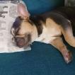 Luna, Bulldog Francés