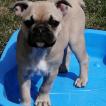 Pepsy, Bulldog Francés