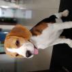 Lilly, Beagle
