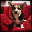 Luci, Corgi Galés De Pembroke