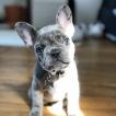 Ragnar, Bulldog Francés