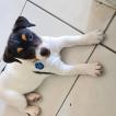 flash, Parson Jack Russell Terrier (De Pelaje Corto - Suave)
