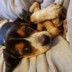 Mina, Beagle