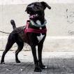 Rebel, Staffordshire Bull Terrier