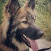 Shelby, Berger Allemand