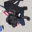 Linka, Staffordshire Bull Terrier
