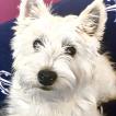 Buddy, West highland white terrier