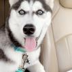 Luna, Husky Siberiano