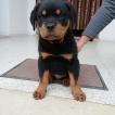isco, Rottweiler