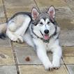 Diego, Alaskan Malamute