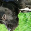 Hellown, Staffordshire Bull Terrier