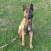 Phoenix, Pastor Belga Malinois