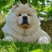 Pluche, Chow Chow