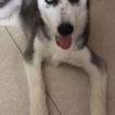Fighter, Husky Siberiano