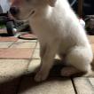 Casper, Pyrenäenberghund