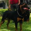Kaï, Rottweiler