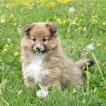 Ready Piper, Pastor De Shetland