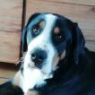 OPUS, Otros perros