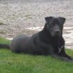 NESTOR, Otros perros