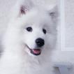 Kolja, Samoyedo