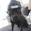 Og'kush, Staffordshire Bull Terrier