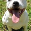 Pumster, Staffordshire Bull Terrier