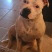Pookie, Staffordshire Bull Terrier