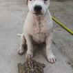 Thanos, Staffordshire Bull Terrier