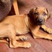 Jock, Crestado Rodesiano