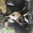 Indie, Bull Terrier