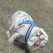 opal, Bulldog