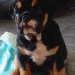 river, Bulldog