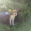 Dina, Parson Jack Russell Terrier (De Pelaje Corto - Suave)