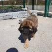 Athos, Leonberger