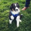 Pixel, Australian Shepherd Dog