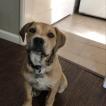Lila, Cane Corso