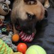 SHADOW, Berger Allemand