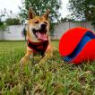 Tanuki D. Haki, Shiba Inu Japonés