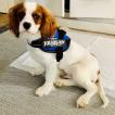 Hatch, Cavalier King Charles Spaniel