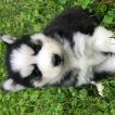 Elsa, Husky Siberiano
