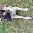Pitchoune, Pastor Belga Malinois
