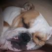 PANYA, Bulldog