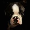 Ziggy, Boston Terrier