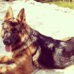Enzo, Berger Allemand
