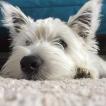 Pixel Topaz, Westies