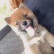 Red, Shiba Inu Japonés