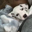 Zara, Dalmata
